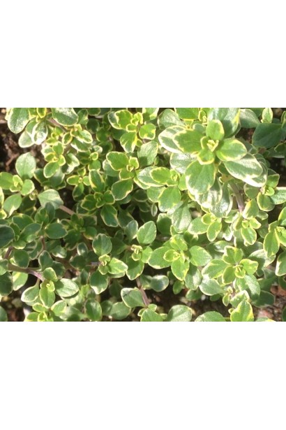 Thymus citriodorus Golden Lemon